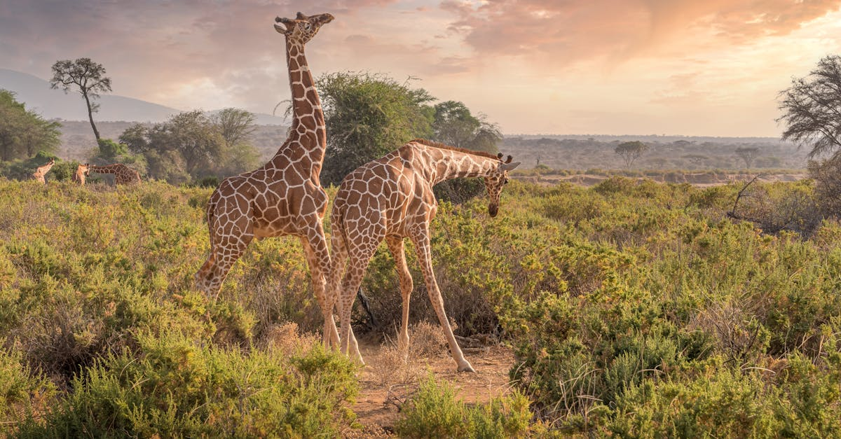 The Best Places to Visit in Africa in December