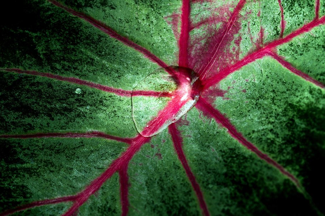 Exploring Root-Cause Approaches in Functional Medicine