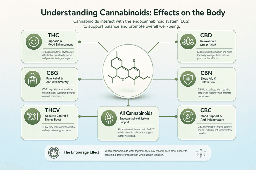 Understanding Cannabinoids and Massachusetts Cannabis