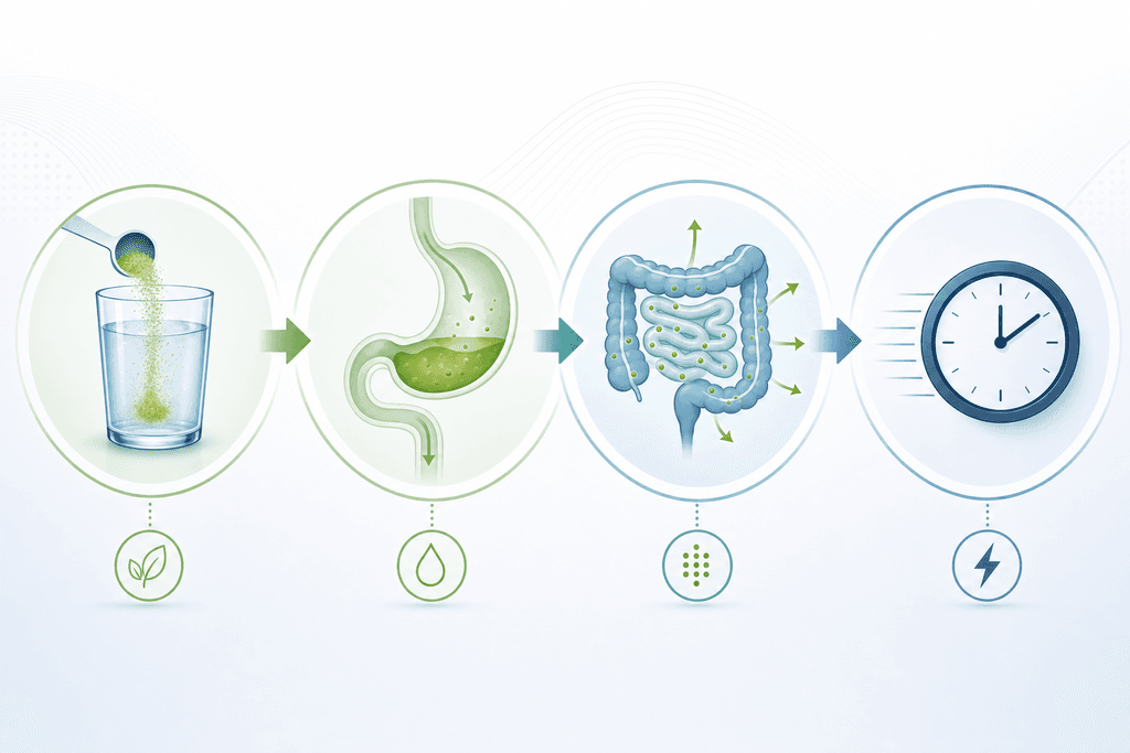 How THC Powder Works in Your Body