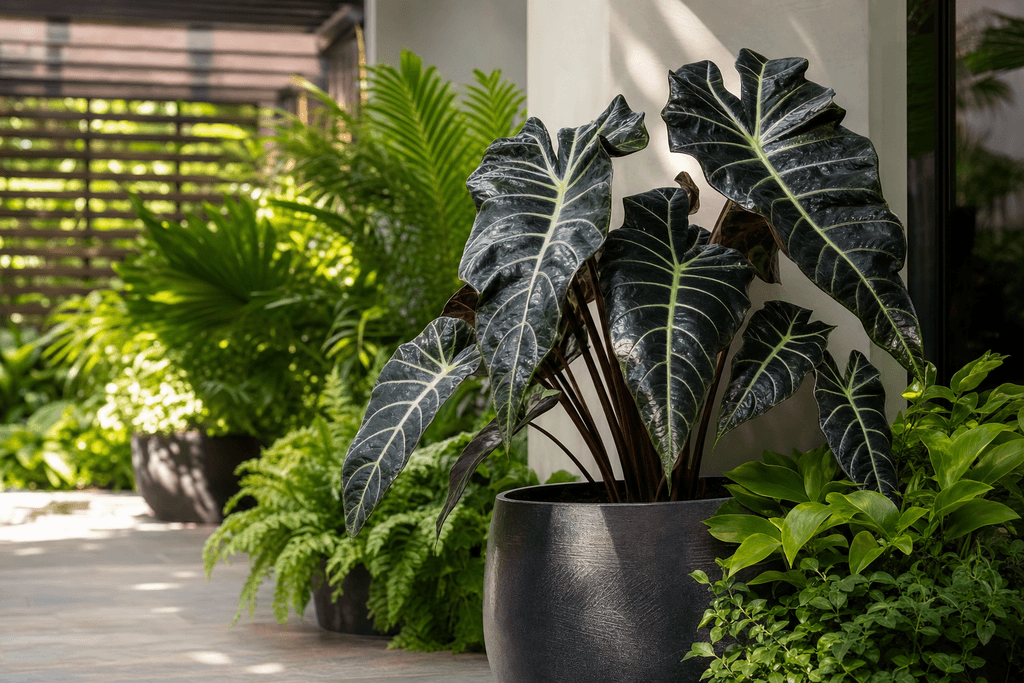 Alocasia 'Venom' for Dark Drama Outdoors