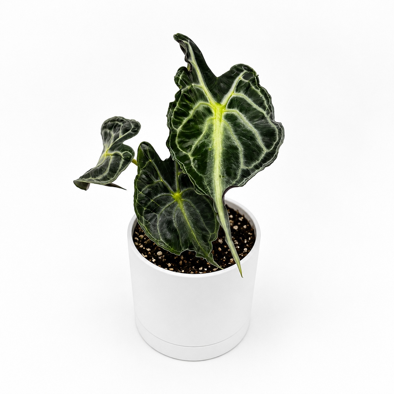 Alocasia 'Venom'