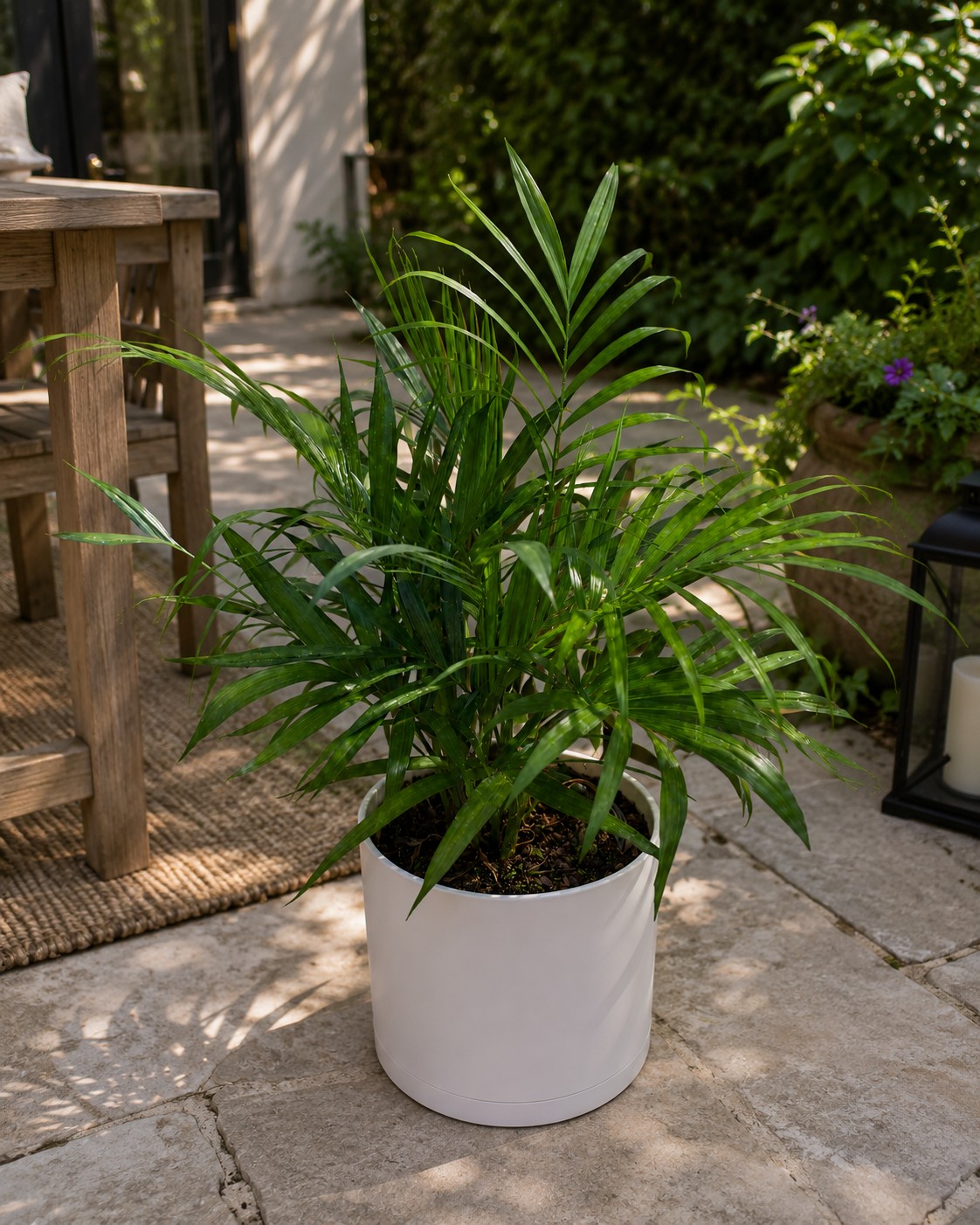 Cat Palm