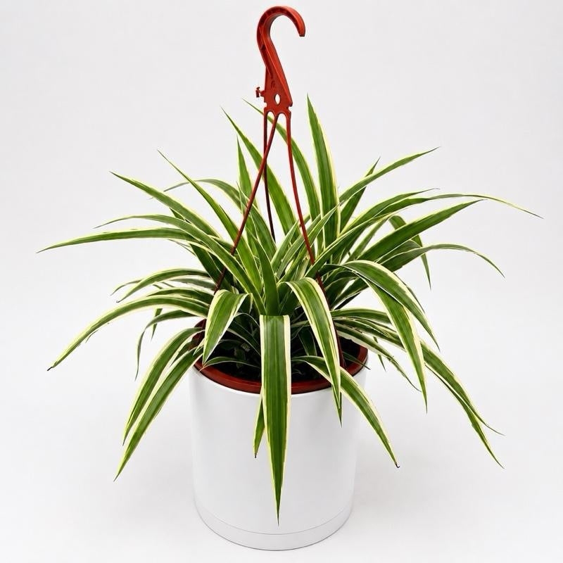 Chlorophytum Comosum (Spider Plant)