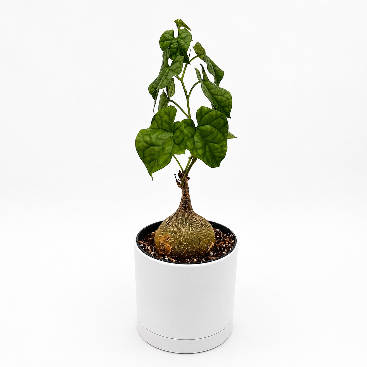 Gerrardanthus Macrorhizus 'Bigfoot'