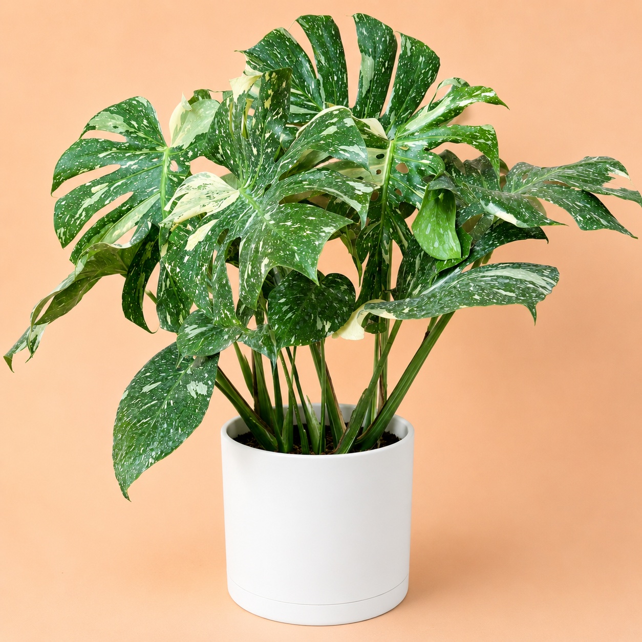 Large Monstera Thai Constellation