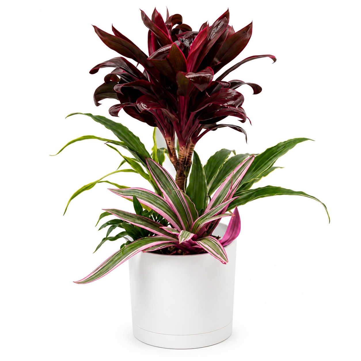 Low Light Combination Planter - Cordyline, Dracaena & Tradescantia