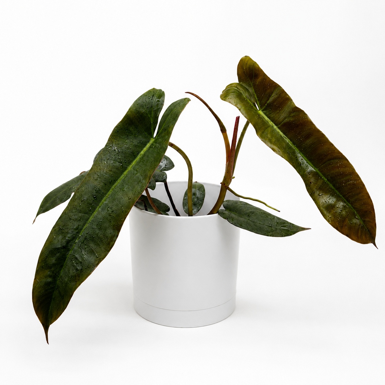 Philodendron Atabapoense
