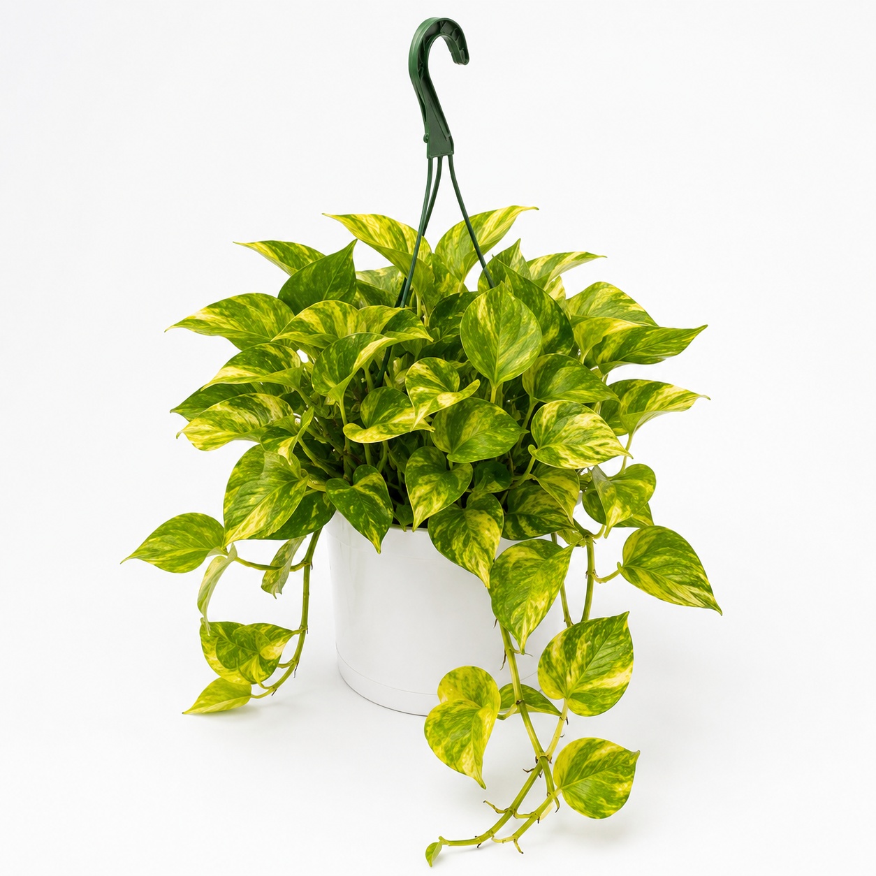 Pothos Neon Queen