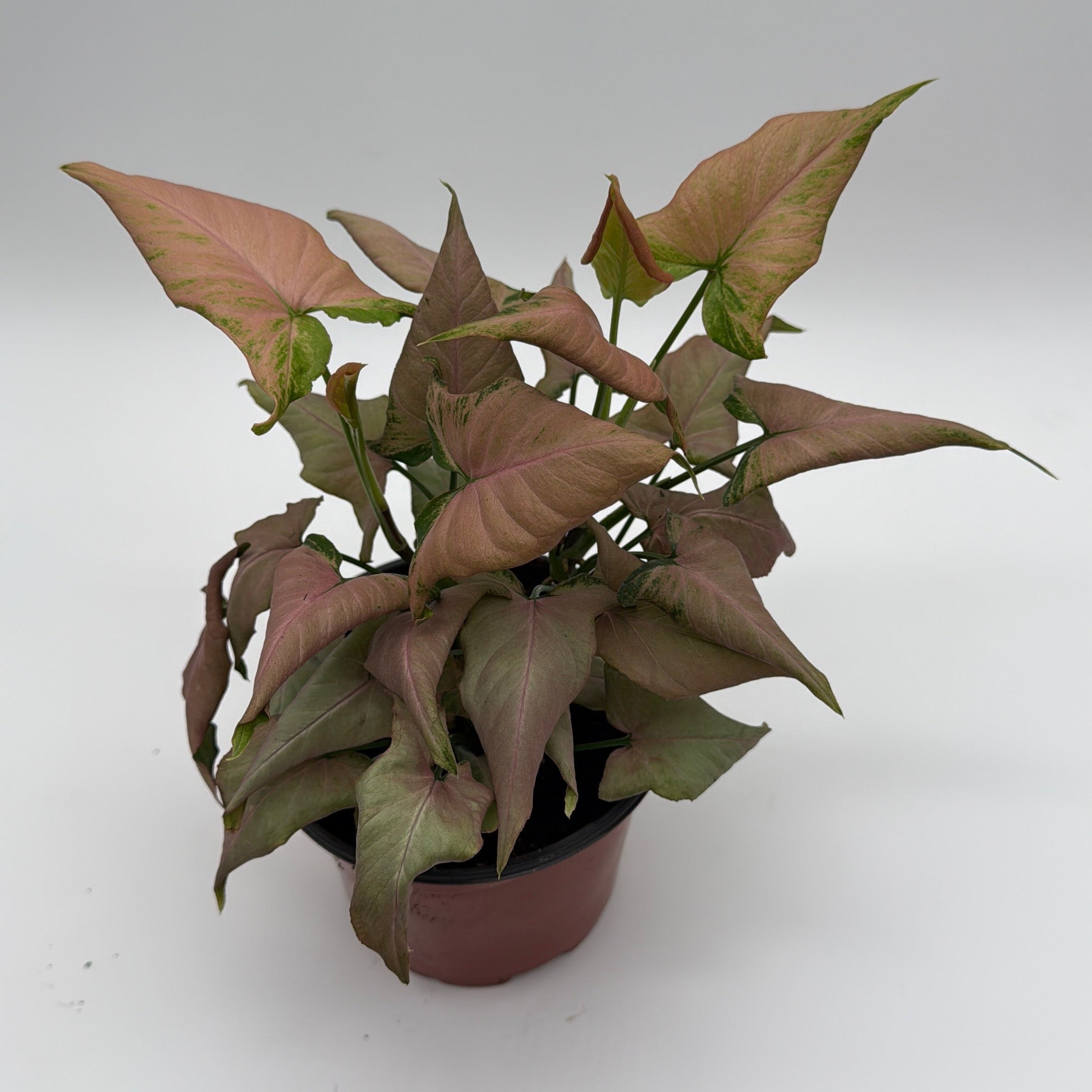 Syngonium Mickey