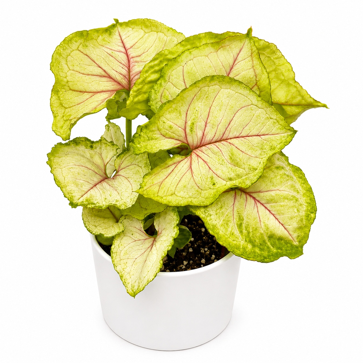 Syngonium Podophyllum 'Kiwi'