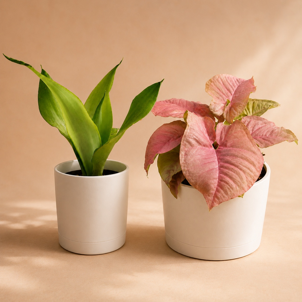 Syngonium Neon Pink & Sansevieria 'Moonshine' Bundle