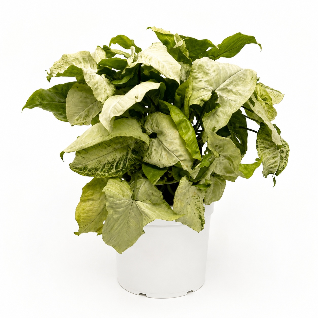 Syngonium 'Snow White'