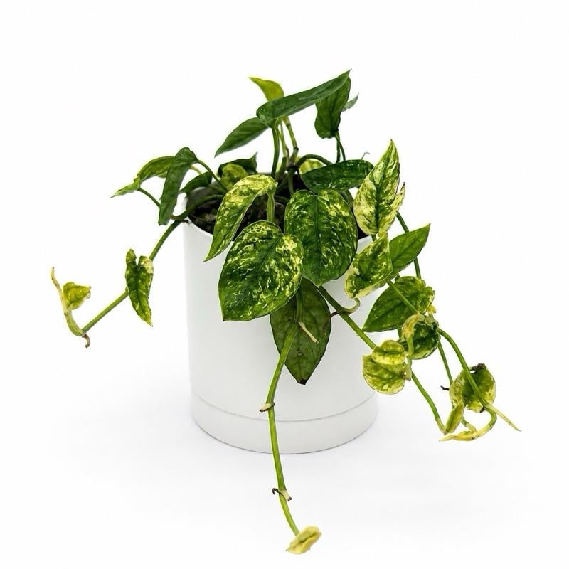 Variegated Pothos Cebu Blue