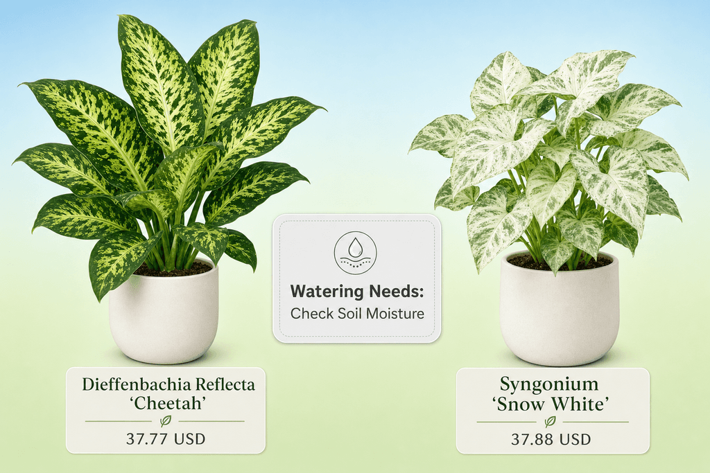 Watering Without the Guesswork